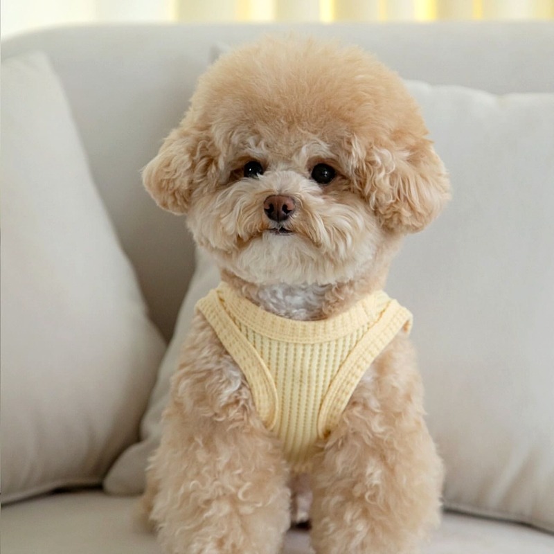 Yellow Waffle Pet Clothes Summ - огляд і ціна Soft Summer Yellow Clothing