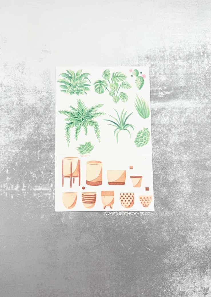 2026 August Release Clematis C - огляд і ціна Summer Clothing Release